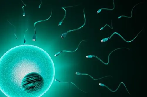 试管婴儿胚胎移植后需怎么调理呢？
